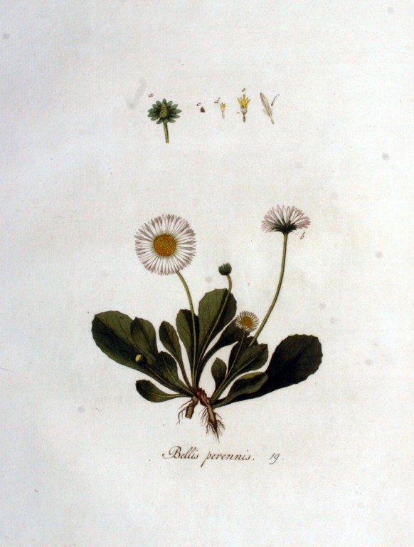 Gänseblümchen Blüten bio